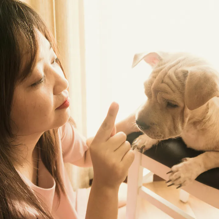A sitter and a puppy face to face by the window