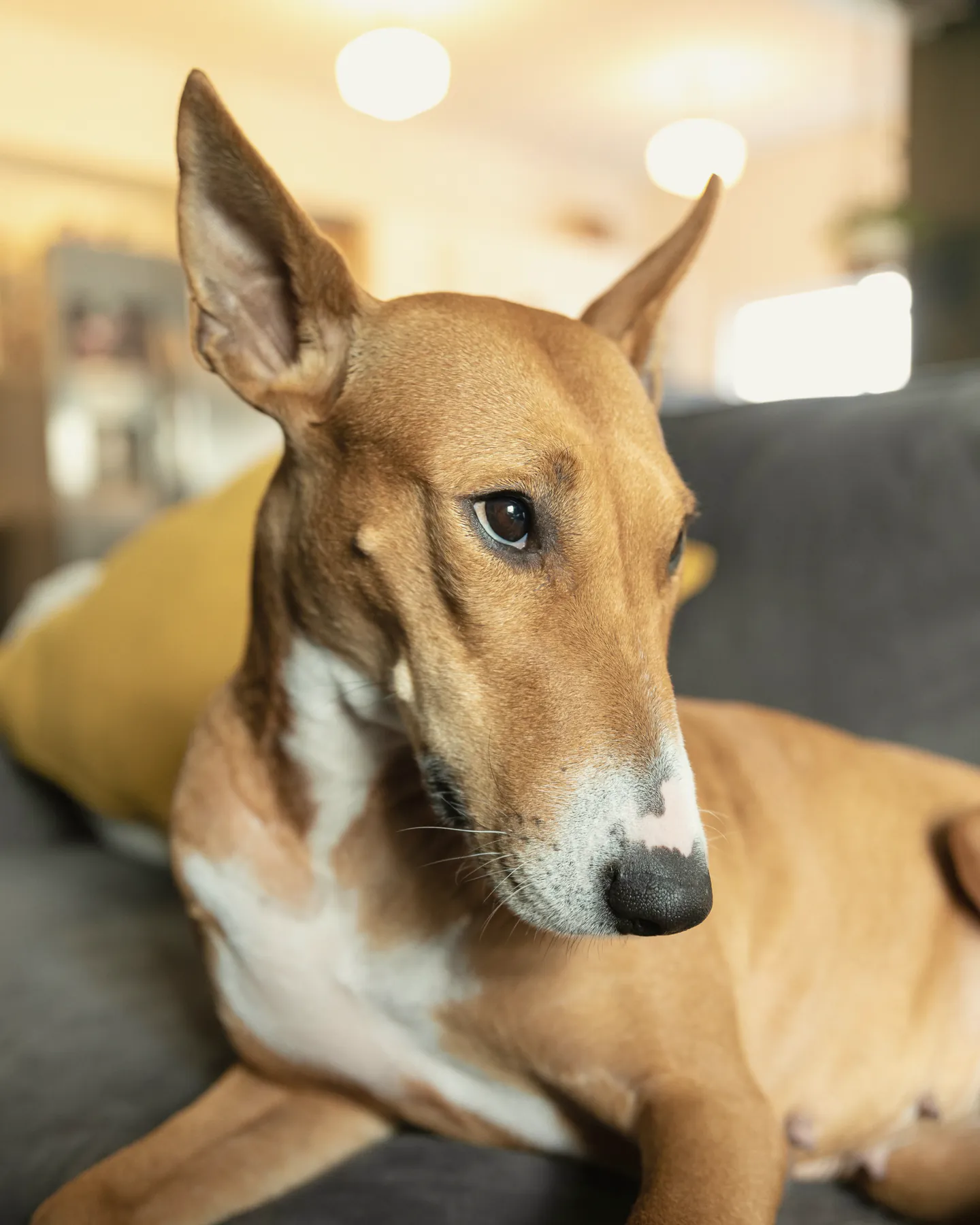 A dog settled on its own couch at home