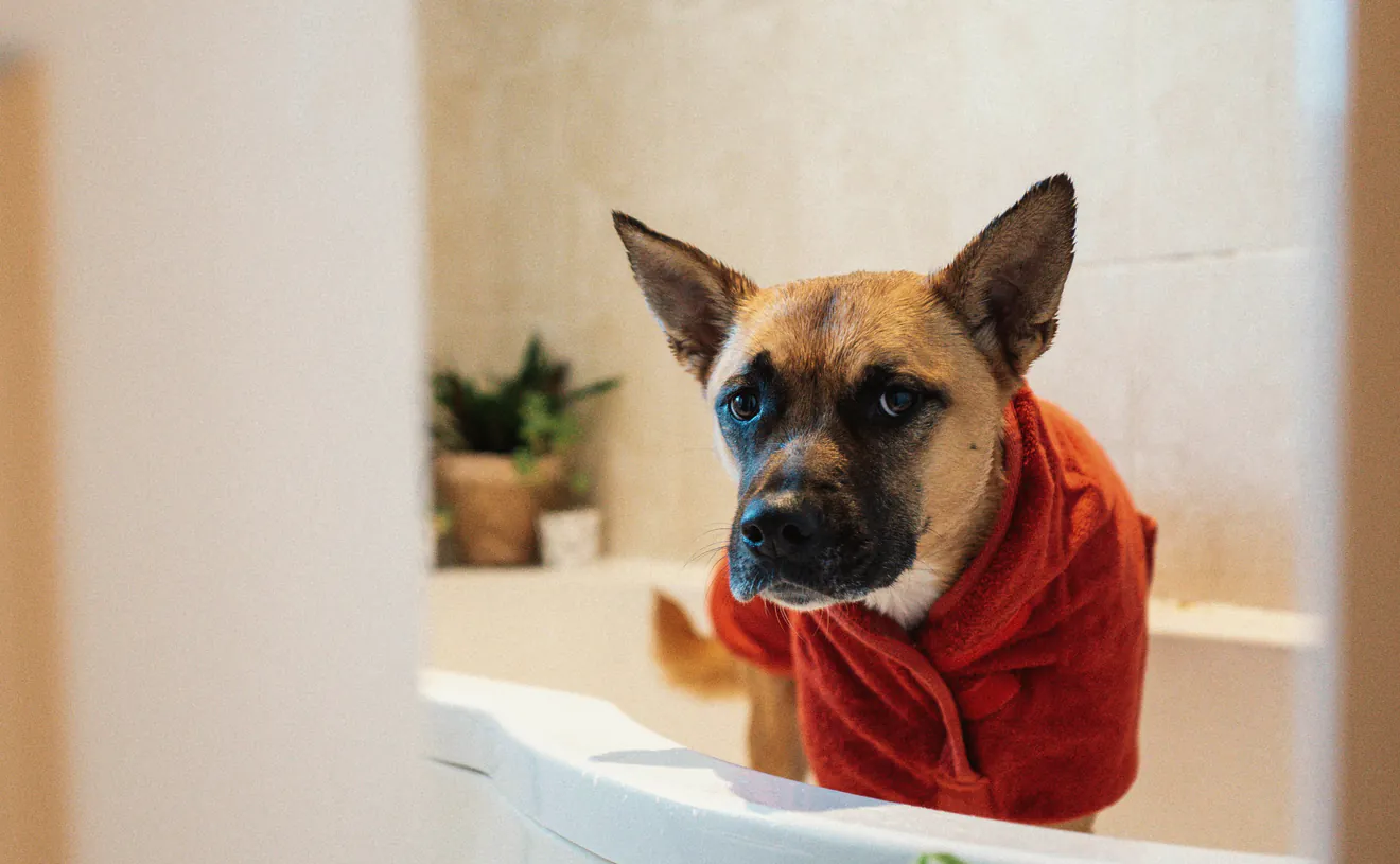 A small dog in a bathtub, wrapped up after its bath
