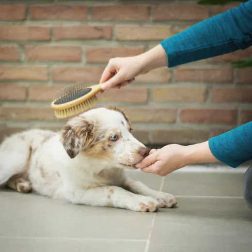 A dog having its teeth gently brushed