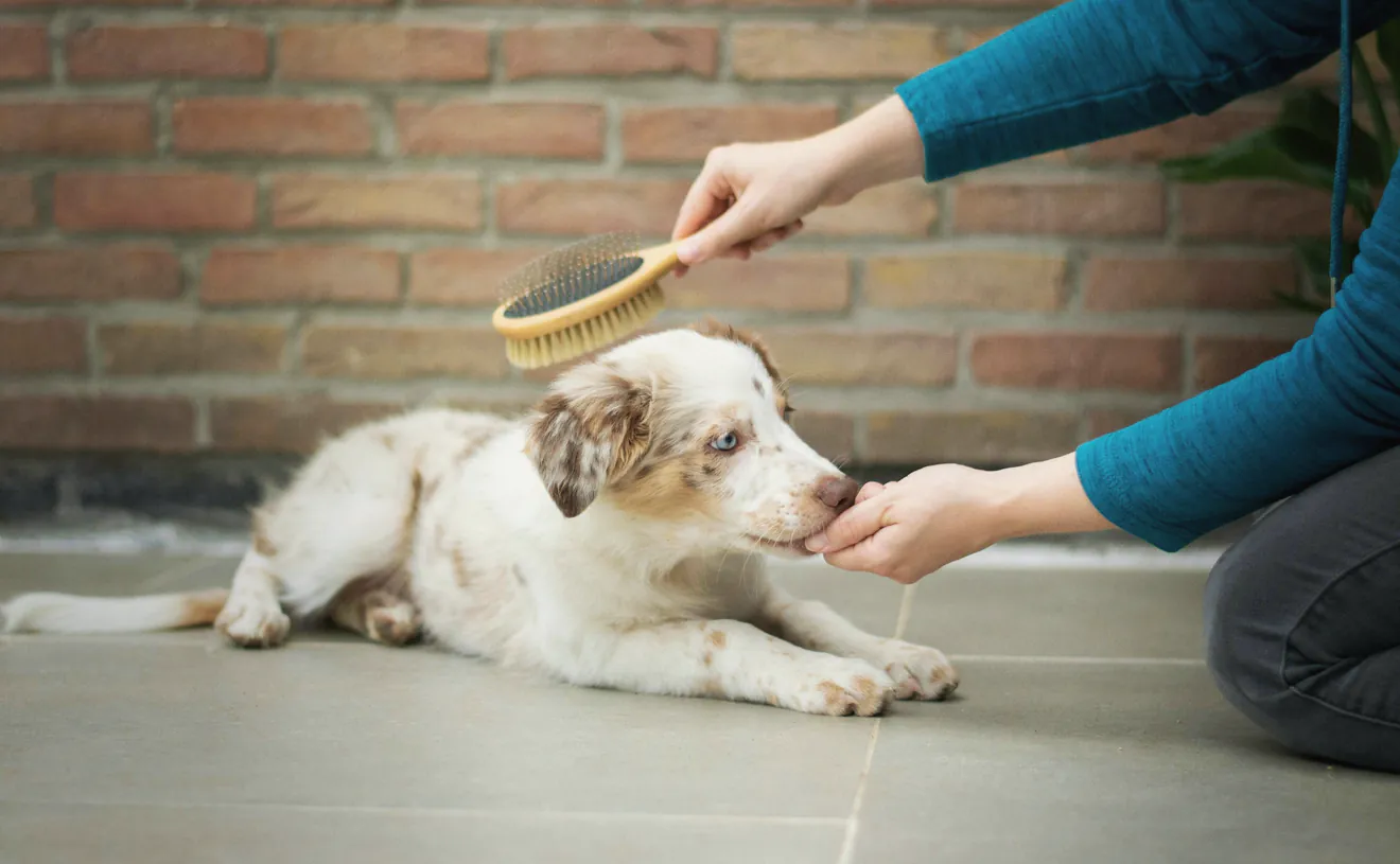 A dog having its teeth gently brushed