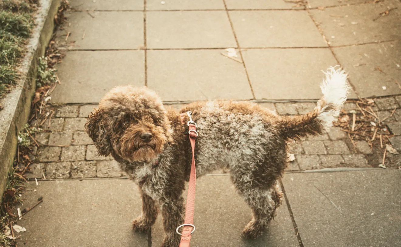 A small dog on a red lead walking along a footpath