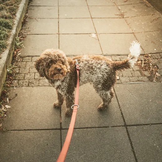A small dog on a red lead walking along a footpath