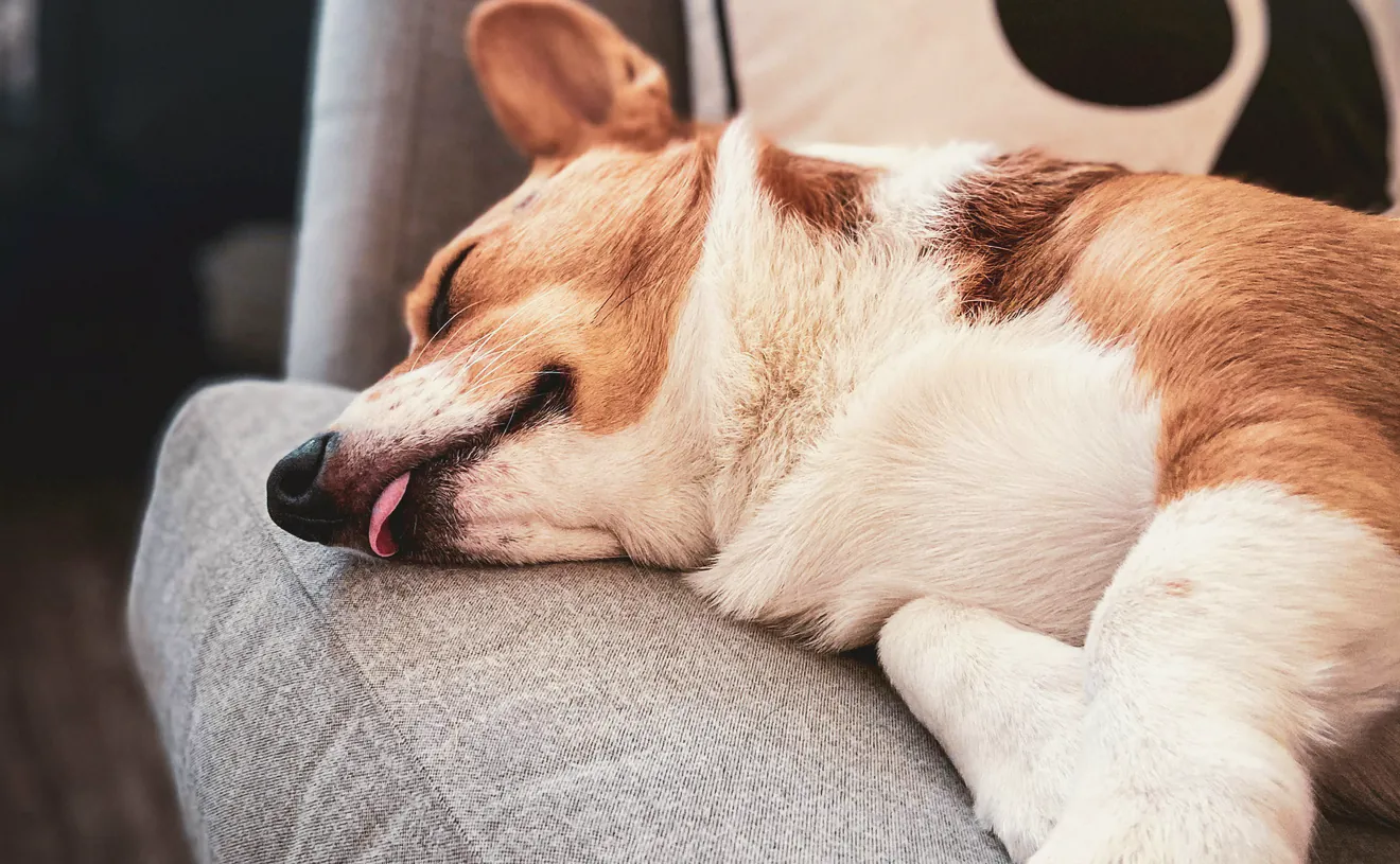 A brown and white dog stretched out on a couch