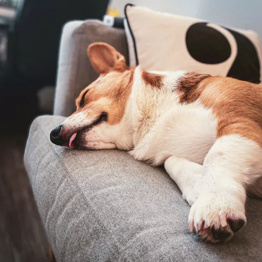 A brown and white dog stretched out on a couch