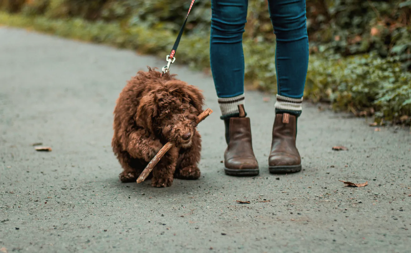 A dog trotting through a park with a stick in its mouth