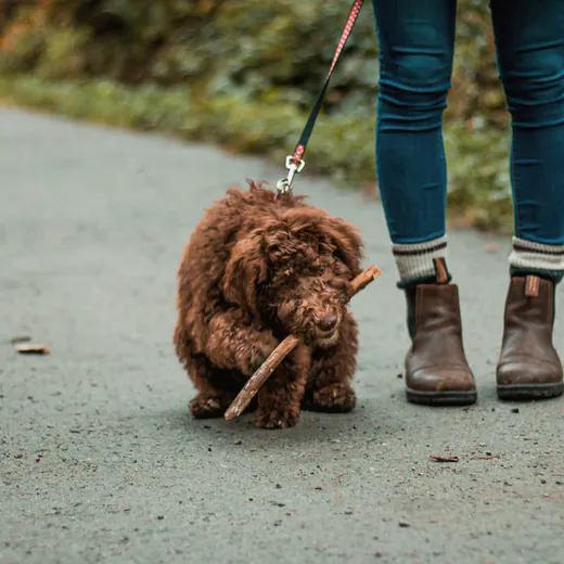 A dog trotting through a park with a stick in its mouth