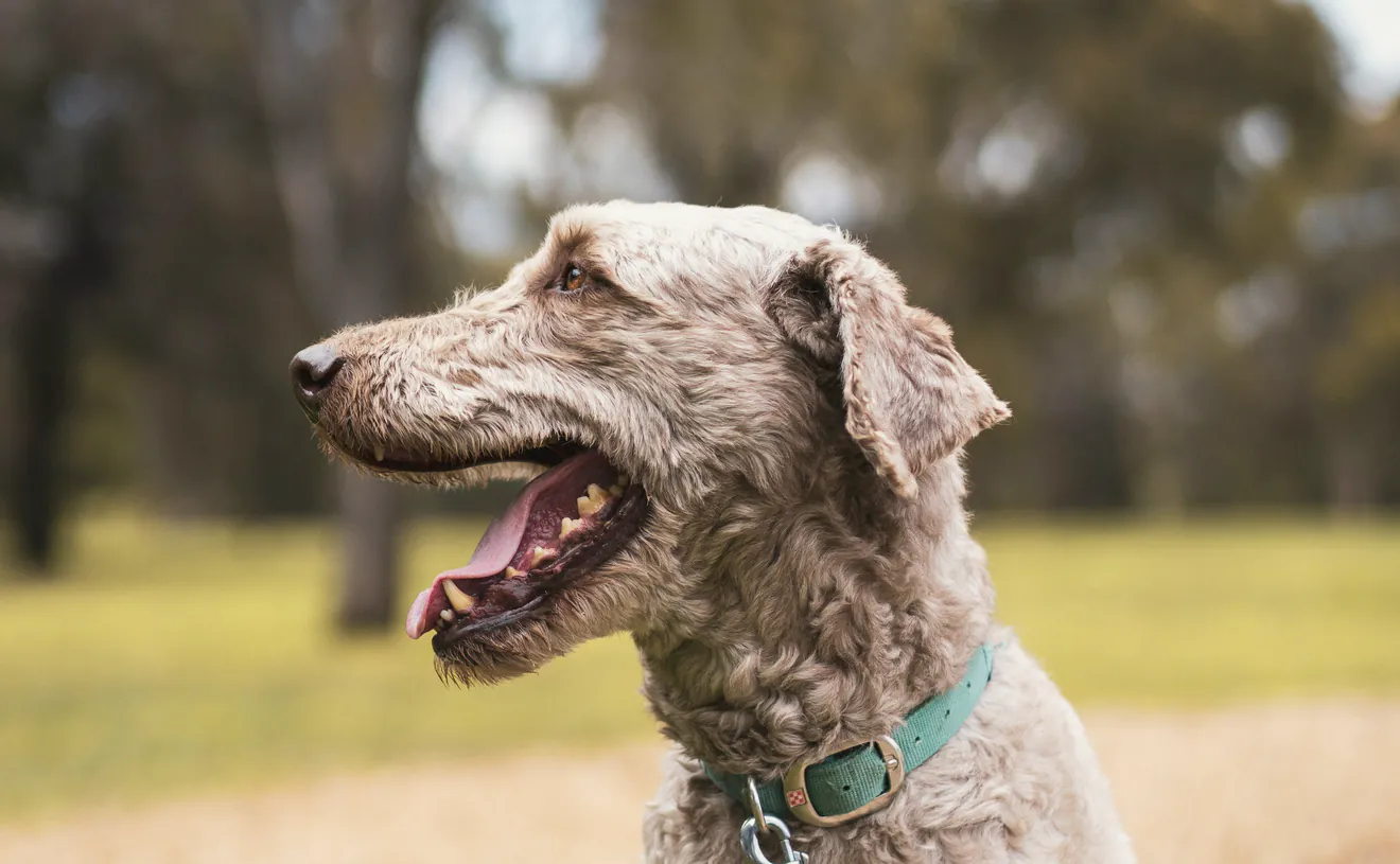 A shaggy dog panting in dry summer grass at the park