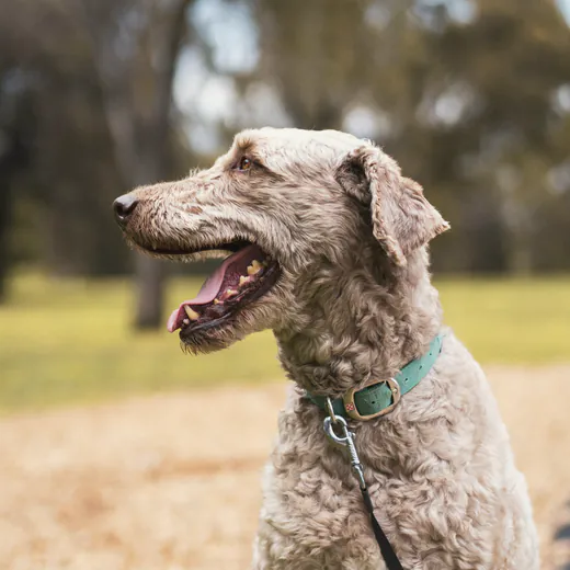 A shaggy dog panting in dry summer grass at the park