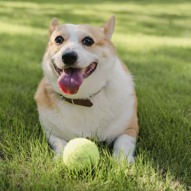 A happy corgi with a ball on the grass