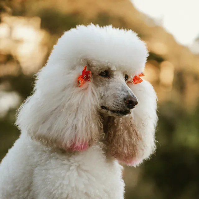 A white poodle fresh from a groom, with red bows