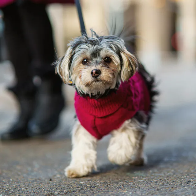 A small dog in a red jumper out on its lead