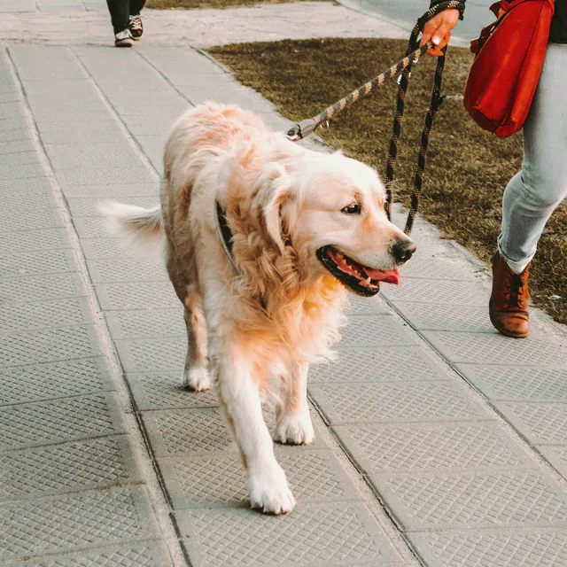 A walker and a golden retriever on the street