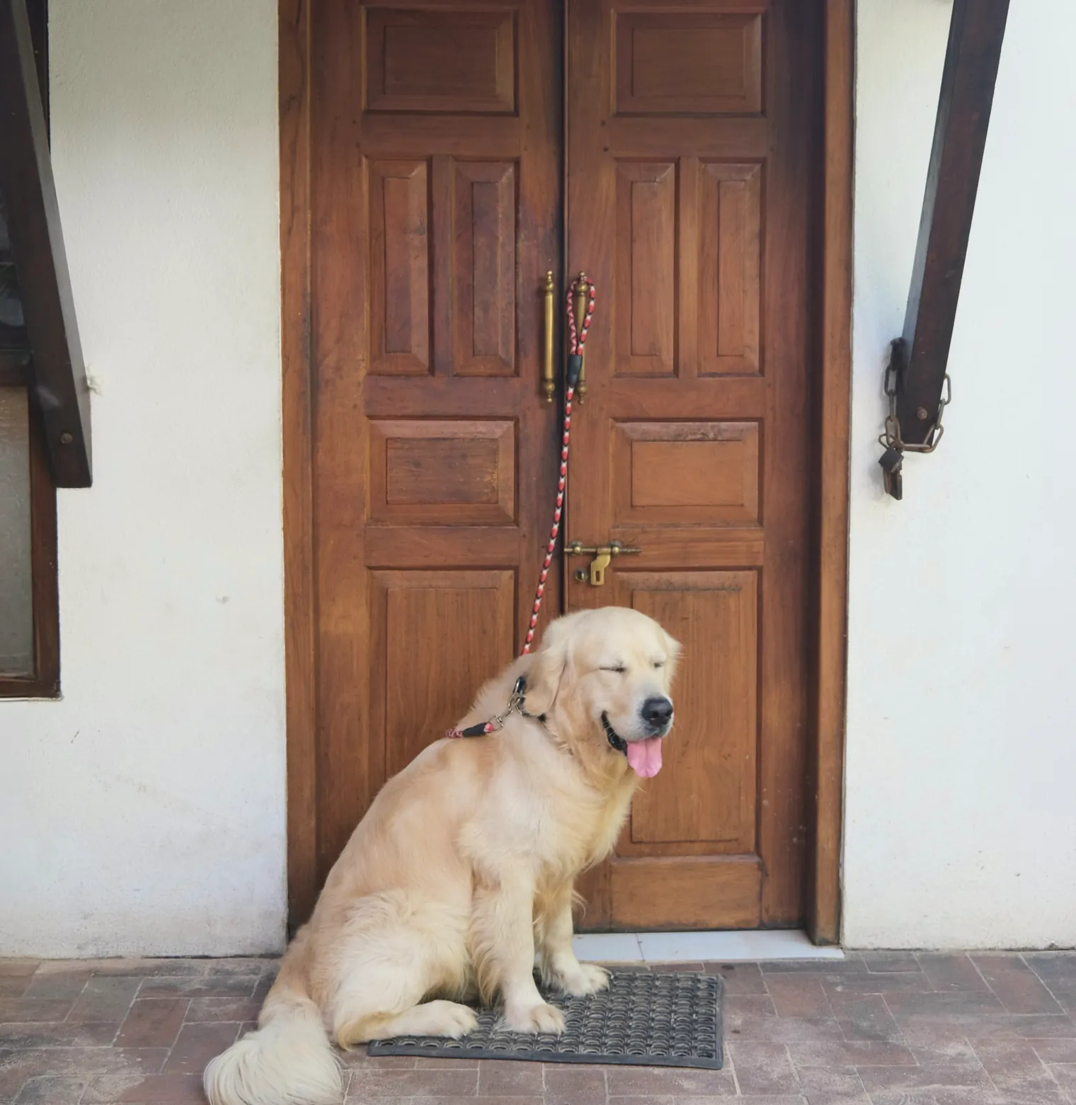 A golden retriever waiting by the front door for its walk