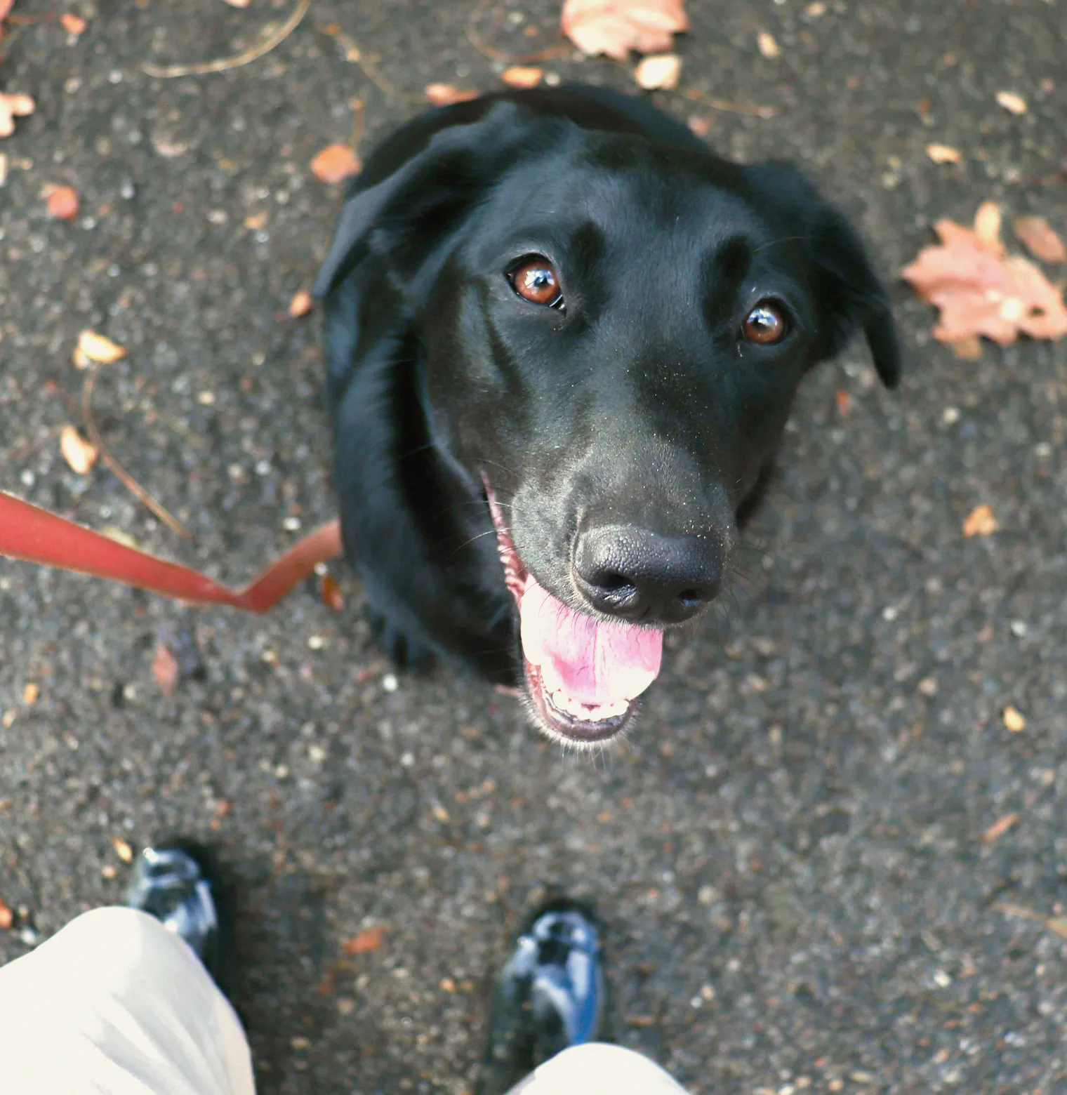 A black dog on a red lead looking up at its walker