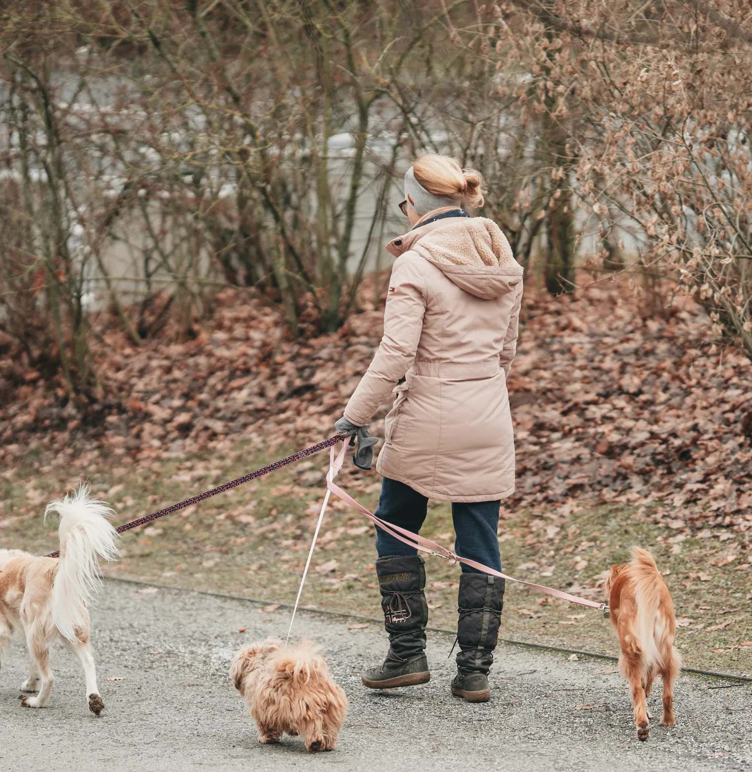 A walker out on the street with three dogs on leads